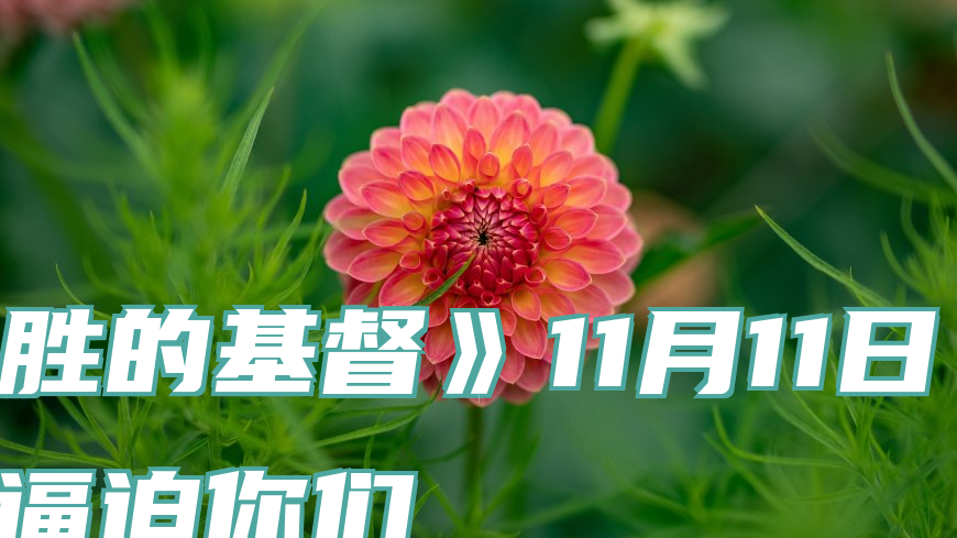 《得胜的基督》11月11日　他们也将逼迫你们